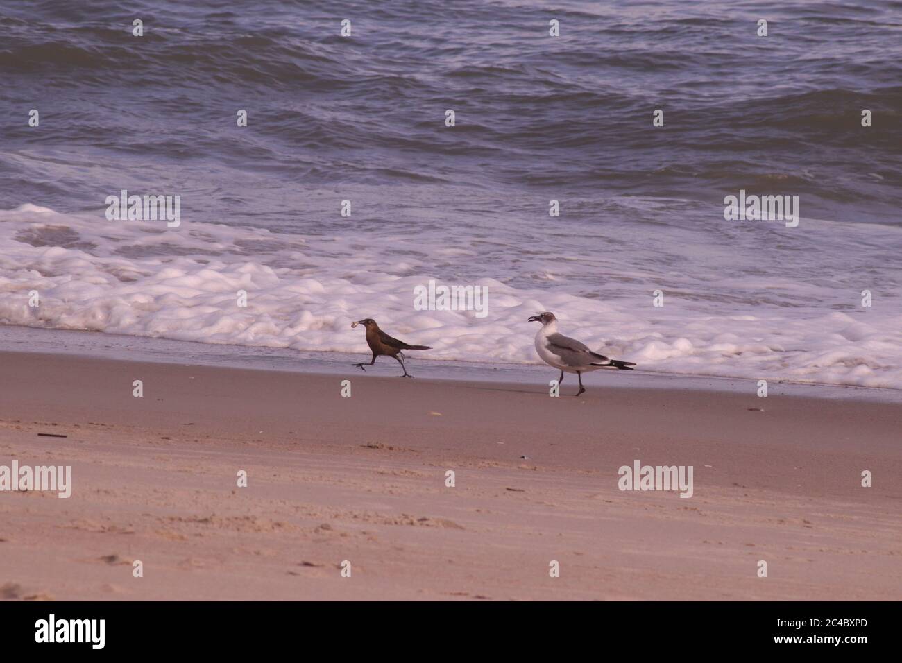 Oiseaux sur la plage en Caroline du Nord Banque D'Images
