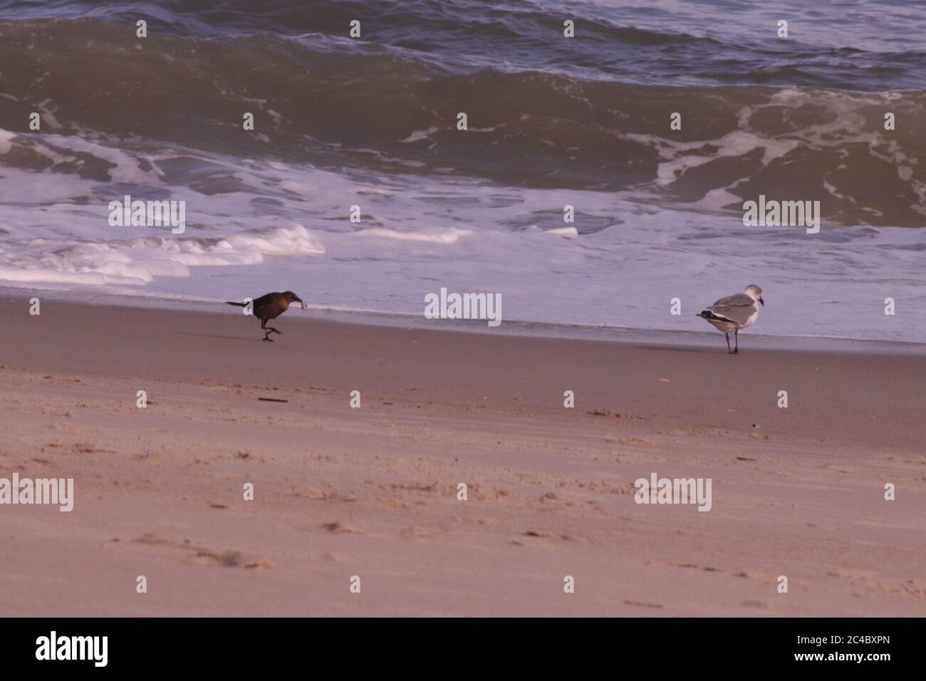 Oiseaux sur la plage en Caroline du Nord Banque D'Images
