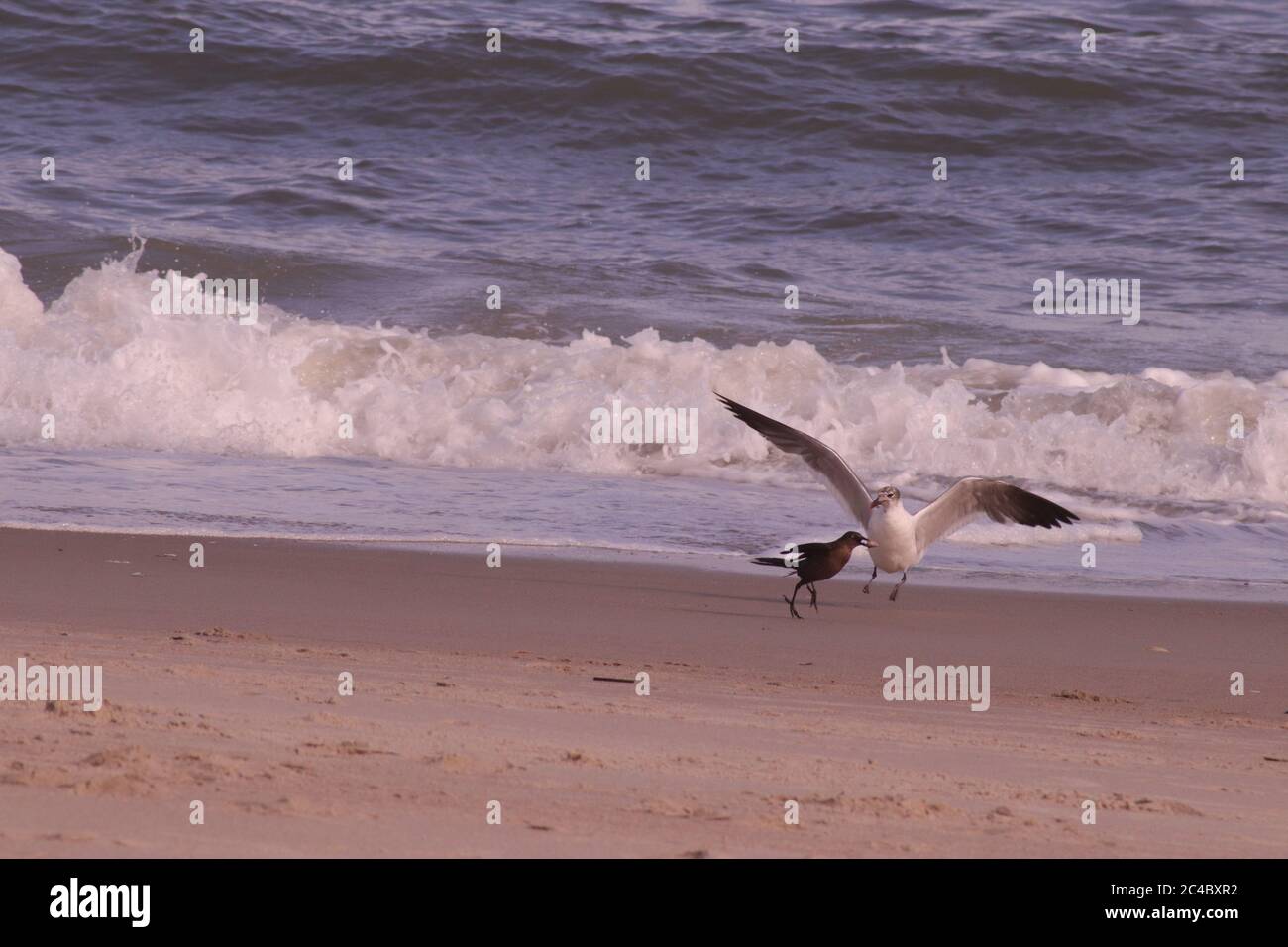 Oiseaux sur la plage en Caroline du Nord Banque D'Images