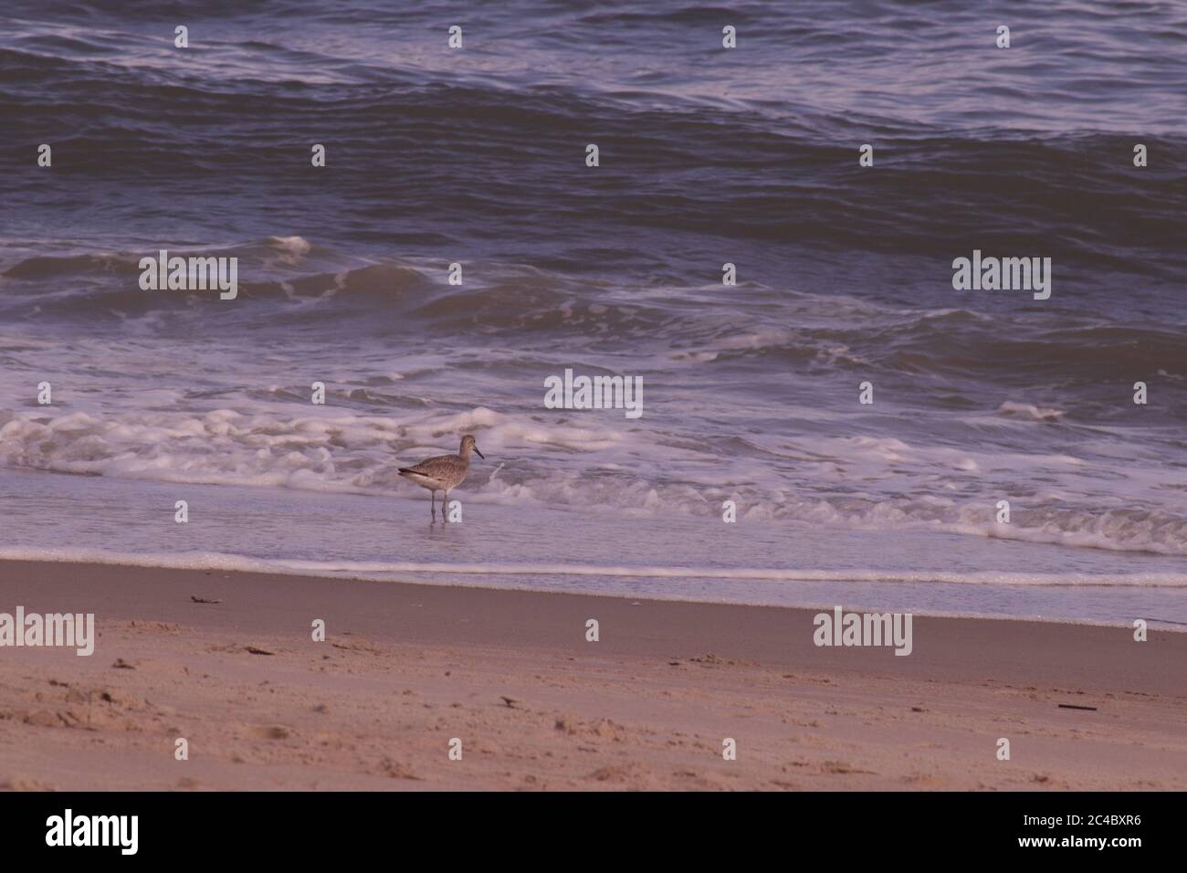 Oiseaux sur la plage en Caroline du Nord Banque D'Images