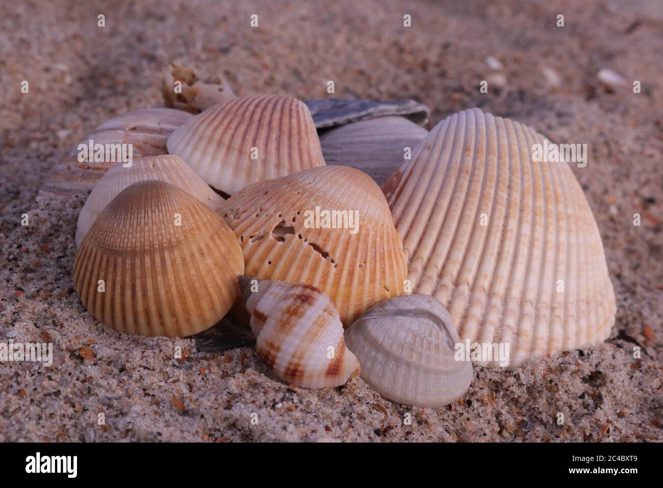 Coquillages sur la plage de l'océan Atlantique à Emerald Isle, NC sur la côte de cristal de Caroline du Nord Banque D'Images