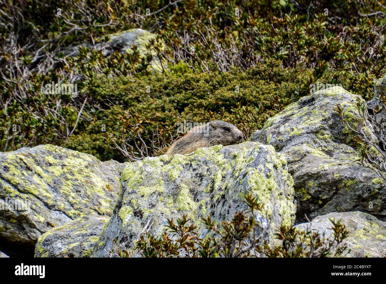 Marmotta Banque D'Images