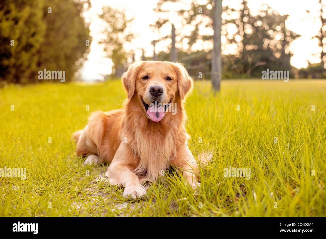 Un chien de retriever doré qui s'est posé sur un sentier sur une route de campagne avec de l'herbe verte et de vieilles clôtures Banque D'Images
