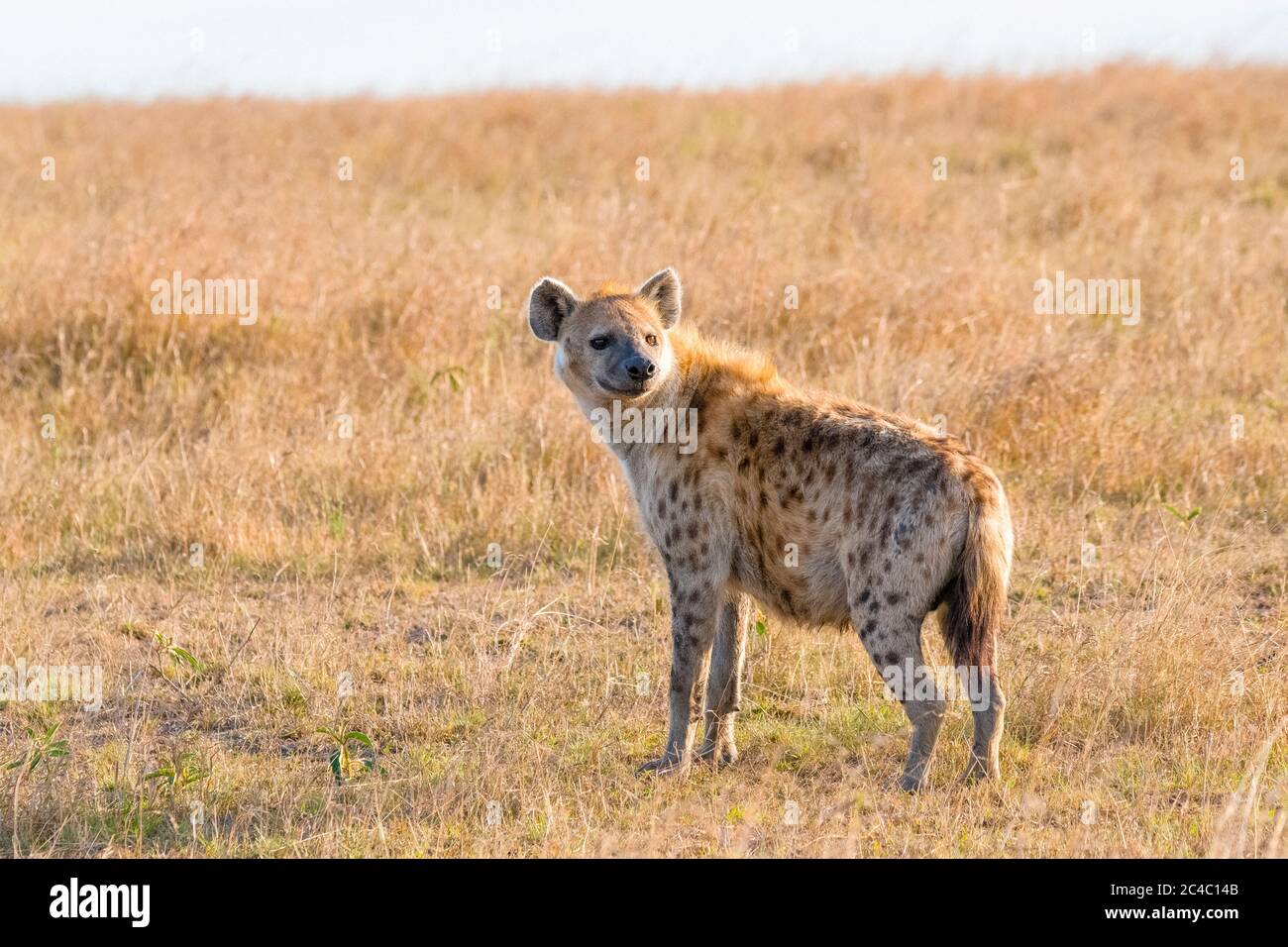 Hyène tachetée, ou hyène riante, Crocuta crocuta, Réserve nationale de Maasai Mara, Rivière Mara, Maasai Mara, ou Masai Mara, Comté de Narok, Kenya, Afrique Banque D'Images