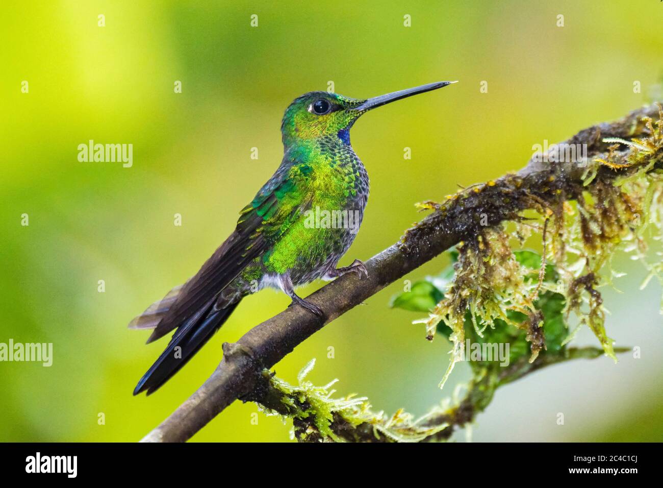 Brillant à couronne verte, Heliodoxa jacula, forêt nuageuse andine, Mashpi Lodge, réserve naturelle privée de Mashpi, Mashpi, Choco, Andes, ou montagnes andines Banque D'Images
