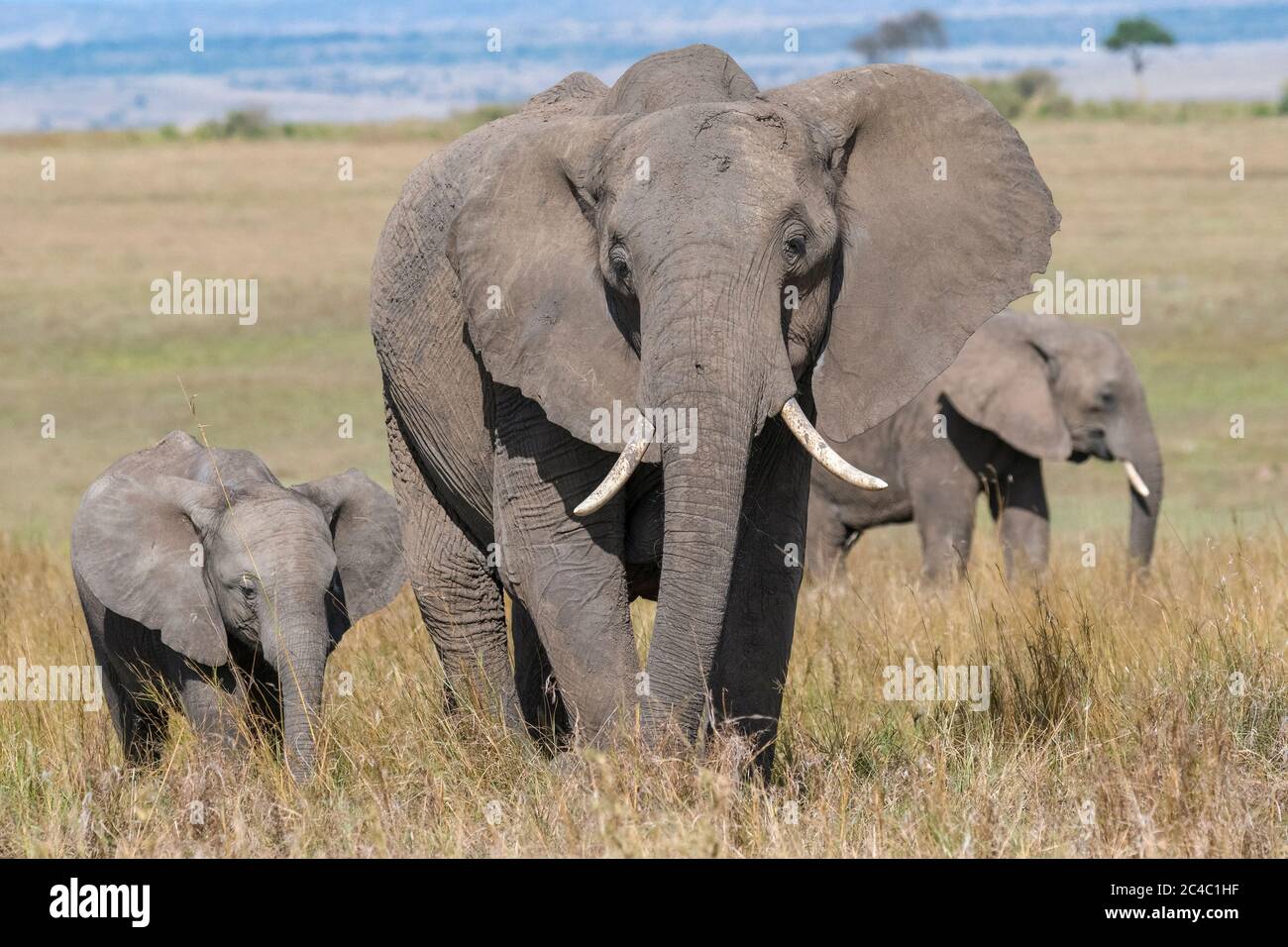 Éléphant d'Afrique, Loxodonta africana, avec veau, Masai Mara, Kenya, Afrique Banque D'Images