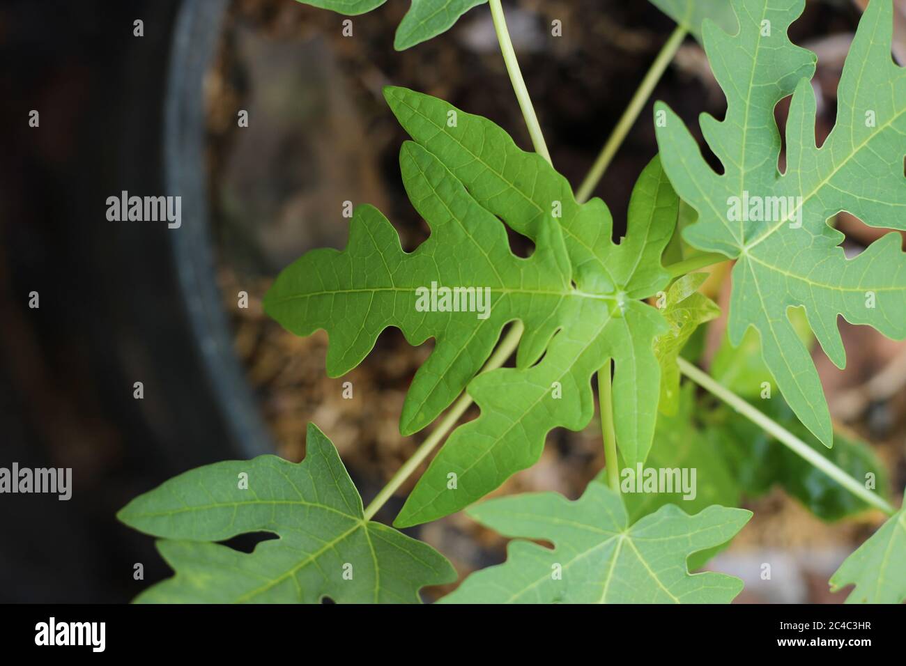 Belle feuille de carica papaye dans le jardin biologique Banque D'Images