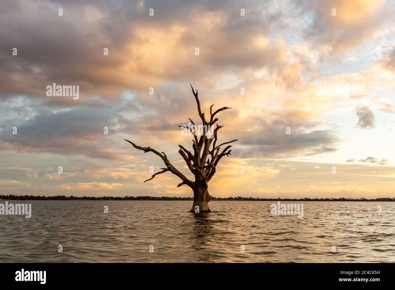 Un seul arbre dans le lac Bonney Barmera dans le Riverland South Australia le 20 juin 2020 Banque D'Images