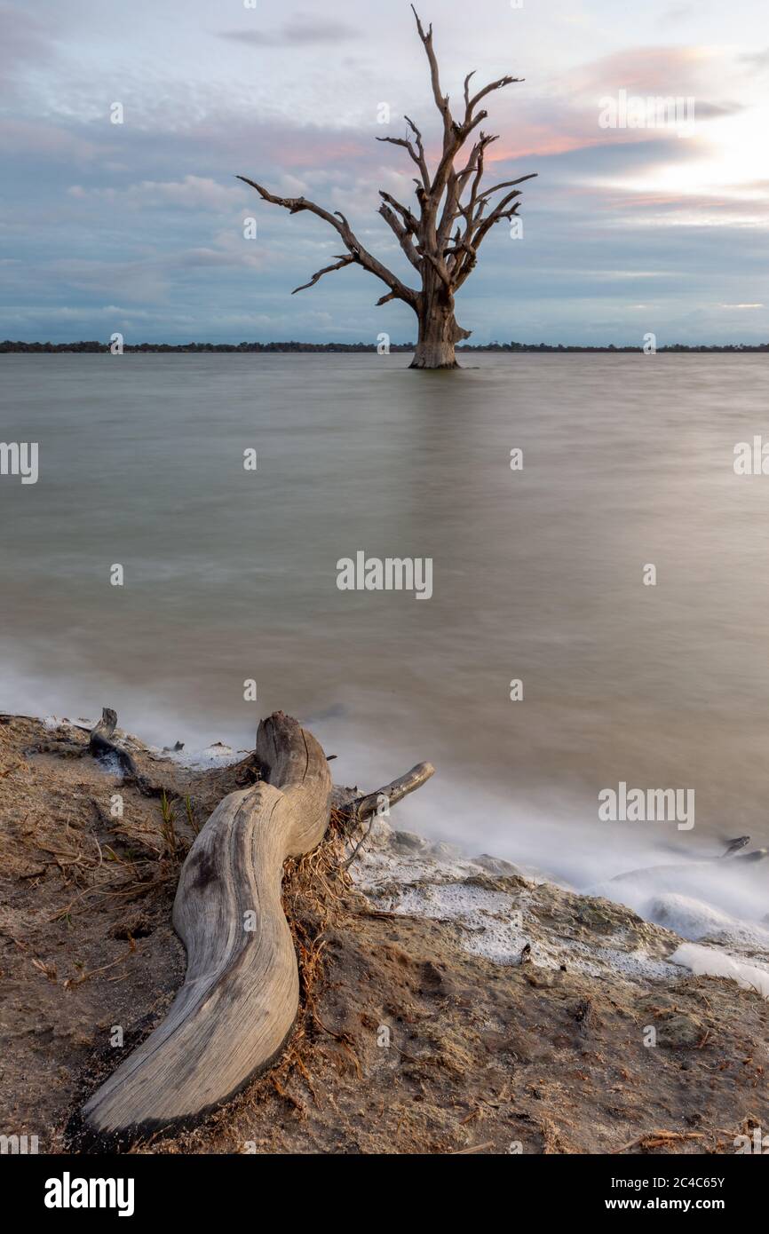 Une longue exposition d'un seul arbre dans le lac Bonney Barmera dans le Riverland South Australia le 20 juin 2020 Banque D'Images