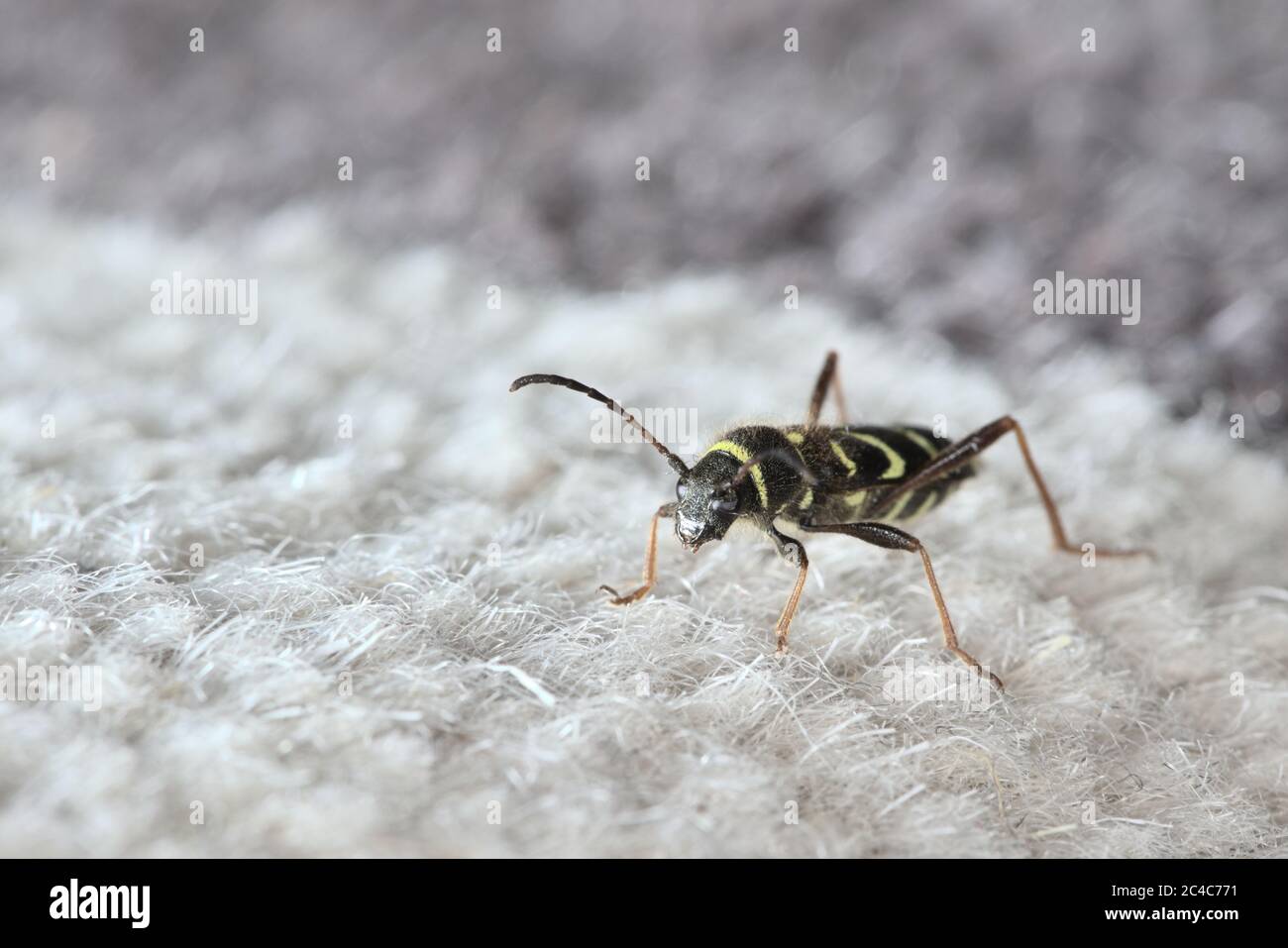 Gros plan d'un scarabée de guêpe debout sur un tapis dans une maison, regardant à gauche dans l'espace de copie, imitation d'insecte strippy en noir et jaune. Lumineux. Banque D'Images