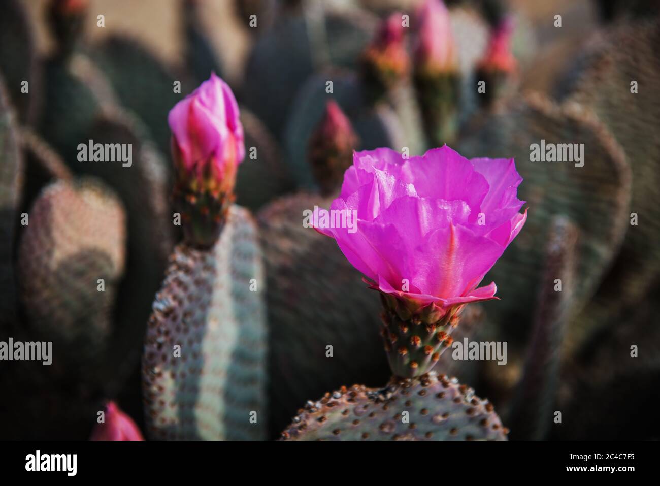Fleur de cactus en fleurs dans le parc national de Joshua Tree, Californie Banque D'Images