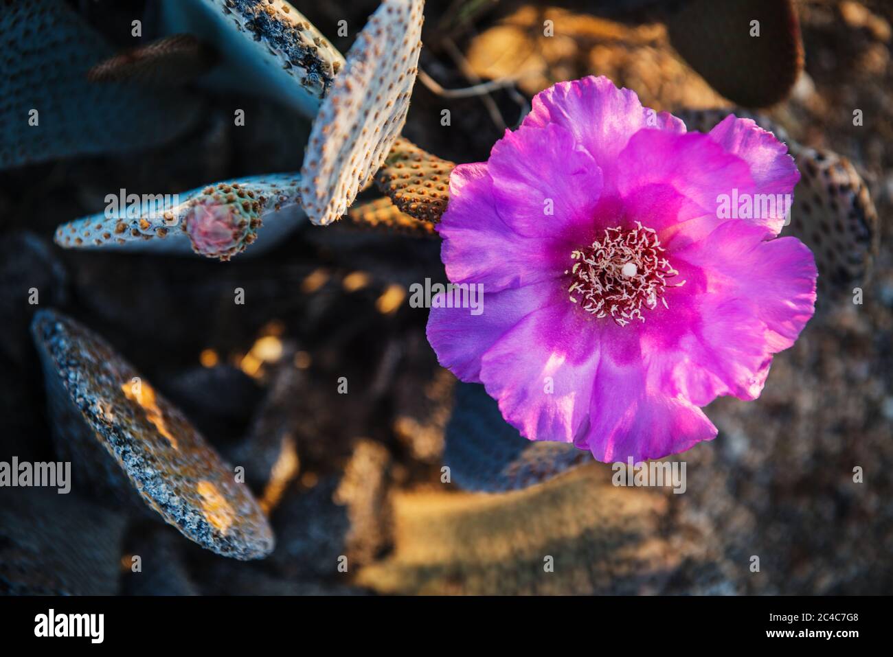 Fleur de cactus en fleurs dans le parc national de Joshua Tree, Californie Banque D'Images