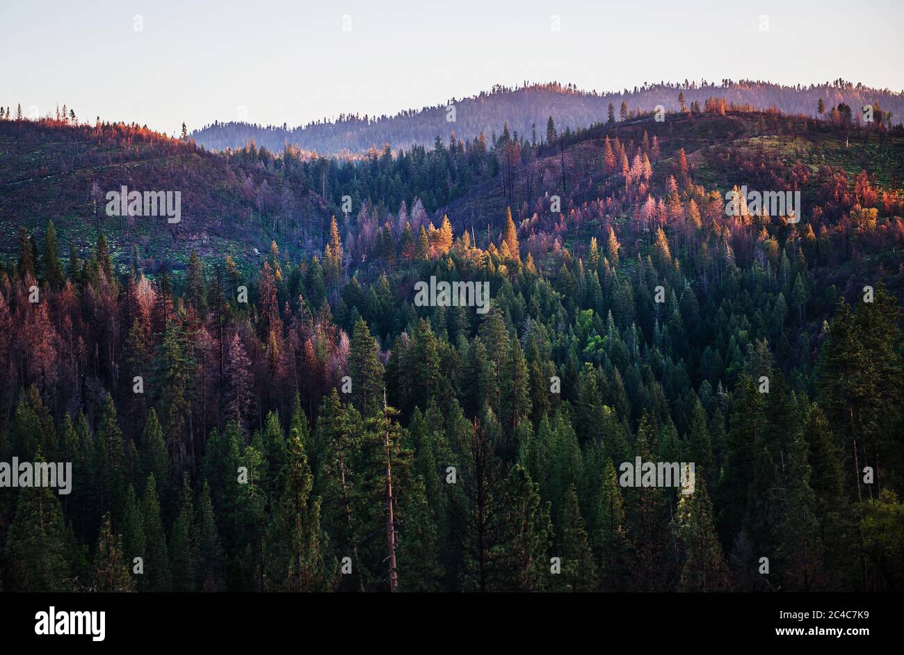 Forêt dans le parc national de Yosemite, Californie Banque D'Images