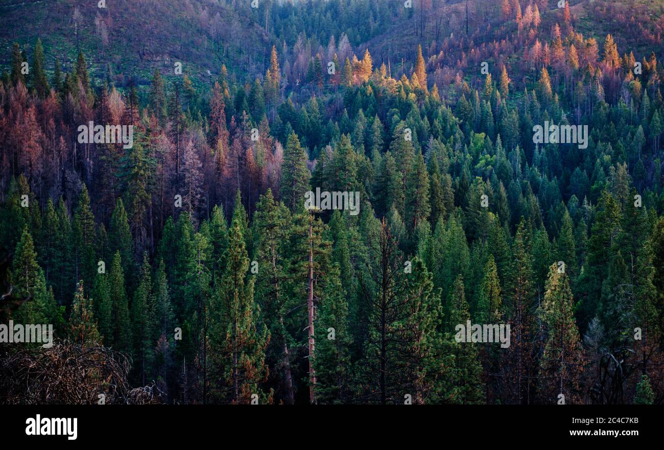 Forêt dans le parc national de Yosemite, Californie Banque D'Images