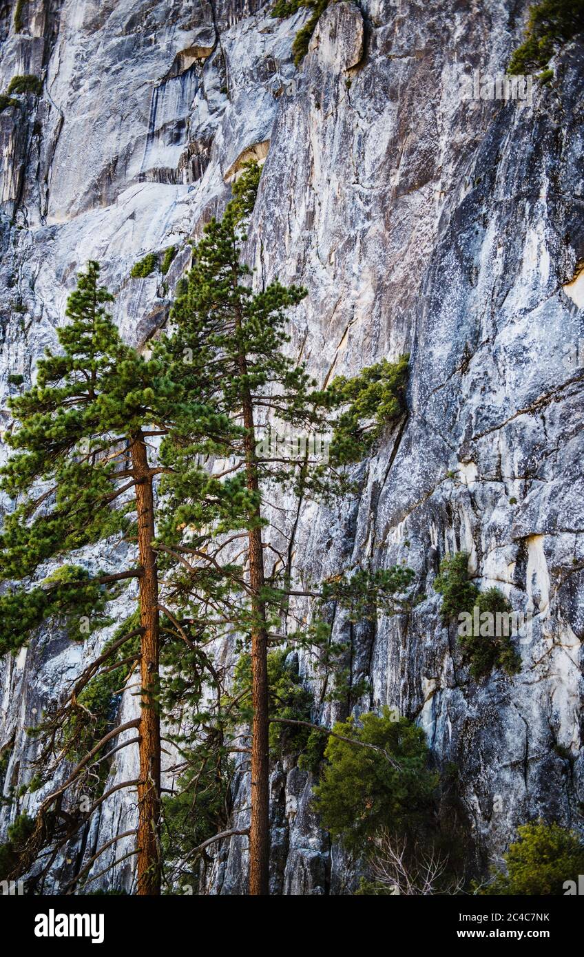 Pins et flanc de montagne dans le parc national de Yosemite, Californie, États-Unis Banque D'Images