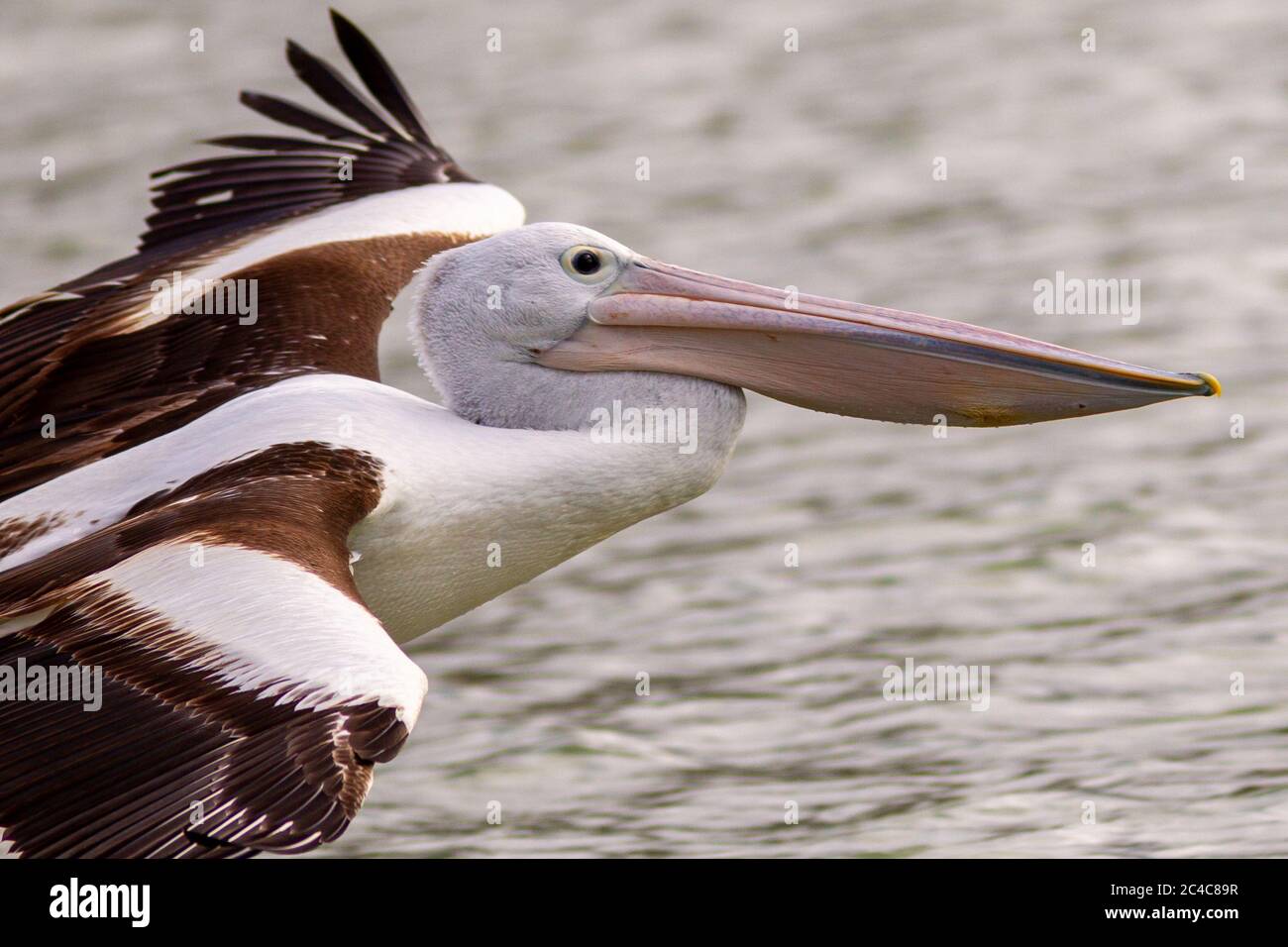 Un gros plan de pélican en vol au-dessus de la rivière Murray à Paringa dans la rivière Land Australie-Méridionale le 21 juin 2020 Banque D'Images