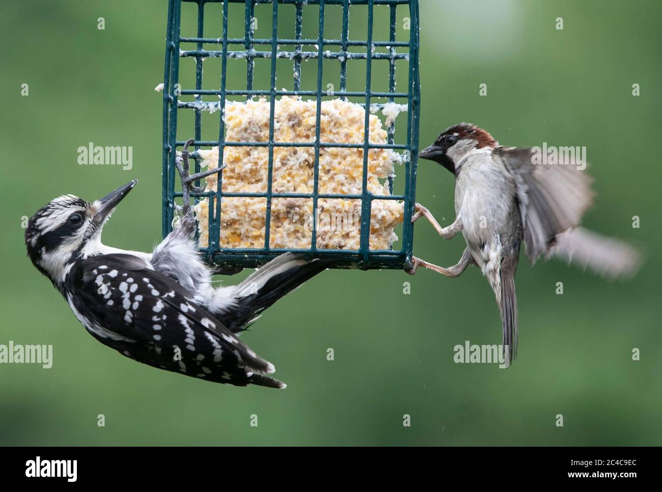 Accroché à la cage Banque D'Images