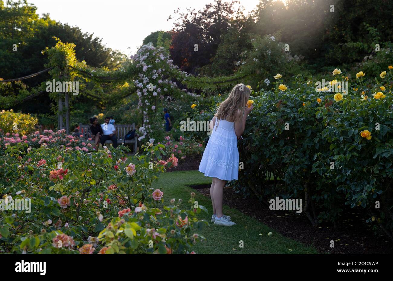 Londres, Grande-Bretagne. 25 juin 2020. Une fille se fait un petit choux de roses dans les jardins de la Rose de la reine Mary, à Regent's Park, dans le centre de Londres, en Grande-Bretagne, le 25 juin 2020. La Grande-Bretagne a connu jeudi son jour le plus chaud de l'année jusqu'à présent, avec une température atteignant 33.3 degrés Celsius à l'aéroport d'Heathrow, a déclaré le bureau du met. Credit: Han Yan/Xinhua/Alay Live News Banque D'Images