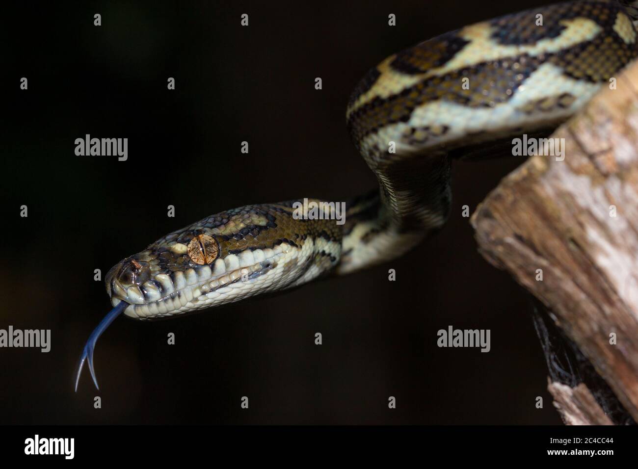 Tapis côtier Python (Morelia spilota mcdowelli) écloserie Banque D'Images