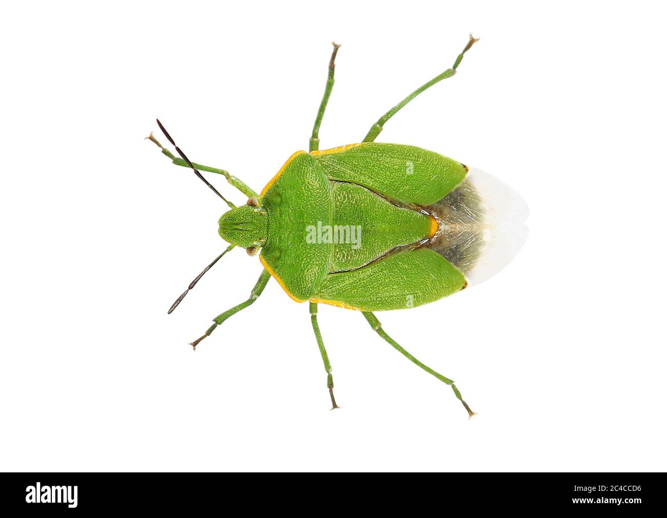 Bug Green stink bug Chinavia hilaris Banque D'Images