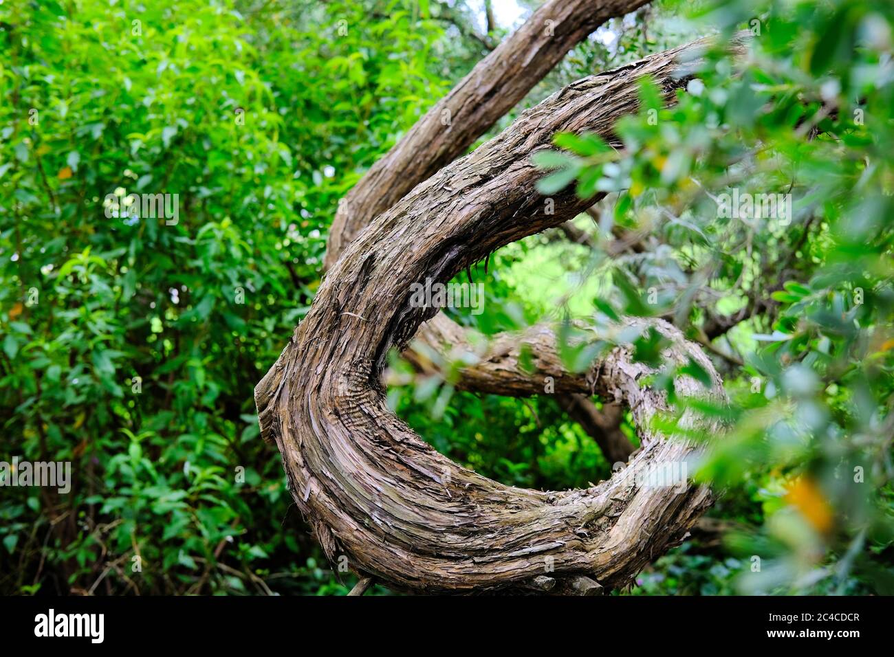 Troncs tordus de Leptospermum laevigatum dans le Golden Gate Park à San Francisco, Californie; membres tordus de l'arbre à thé australien. Banque D'Images