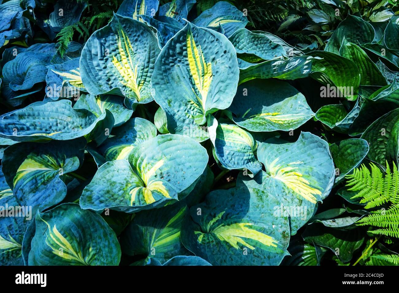 Hosta 'Great Expectationss' nouvelles feuilles fraîches Lily plantain, plantes, scène, saison Banque D'Images