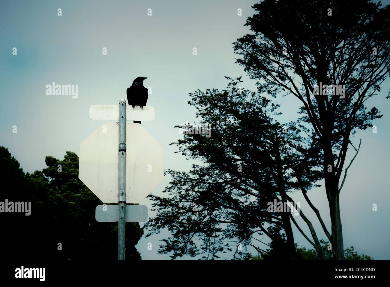 Corvus brachyrhynchos, Crow américain, sur un panneau; derrière un panneau d'arrêt avec des arbres en arrière-plan. Banque D'Images