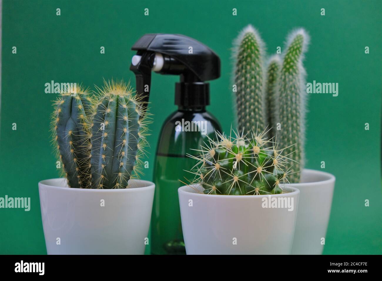 Concept d'arrosage Cactus. Cactus set et plastique vert spray avec de l'eau  sur un fond turquoise clair.Accueil plantes cactus en pots blancs en  céramique .Growin Photo Stock - Alamy