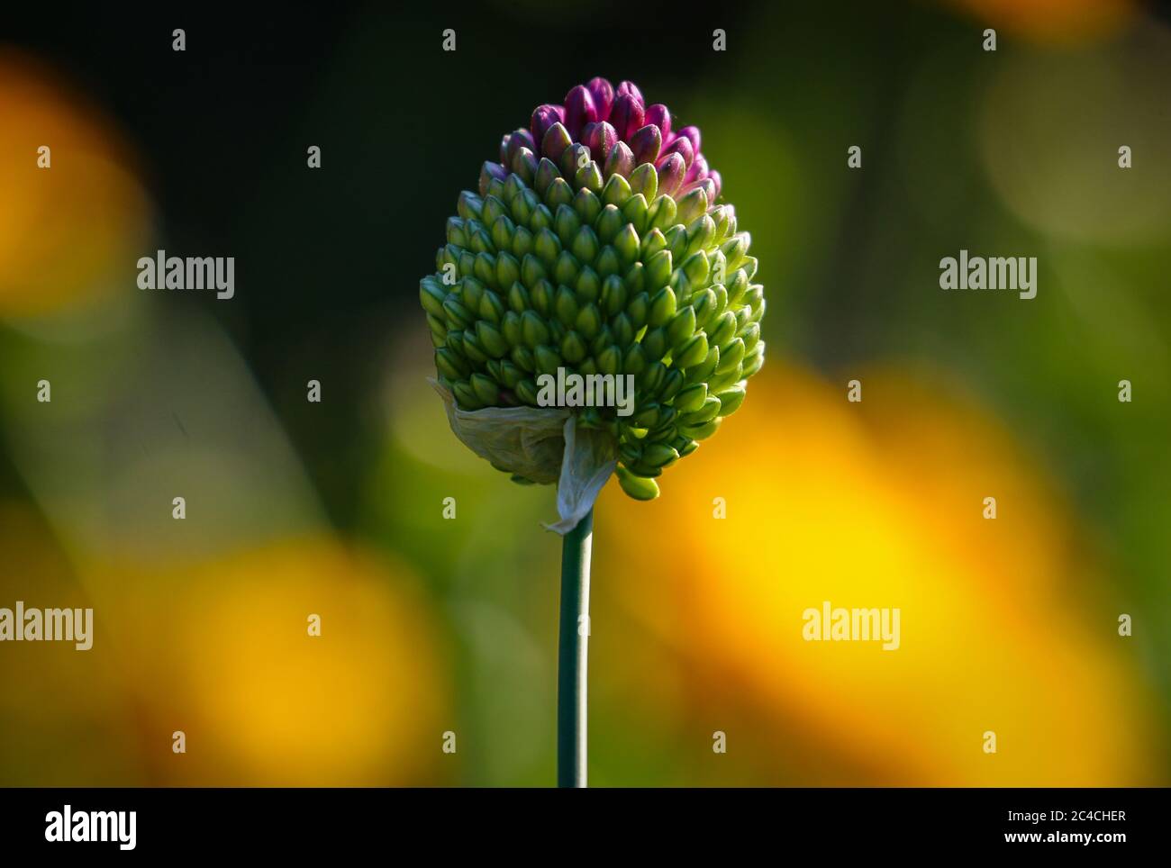 Belle vue rapprochée d'Allium Sphaerocephalon tête de fleur de pilon montrant le dégradé violet à vert couleur avec fond vert et jaune bokeh Banque D'Images