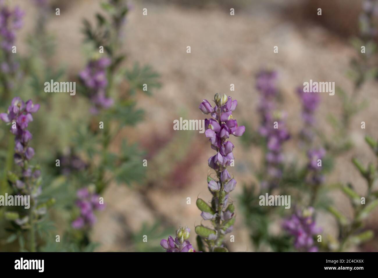 Fleurs violettes de l'Arizona Lupin, Lupinus Arizonicus, Fabaceae, natif annuel à la périphérie de Twentynine Palms, désert de Mojave, Springtime. Banque D'Images