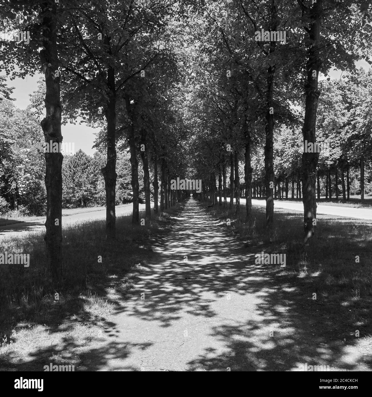 Longues ruelles droites et strictes d'arbres avec un chemin de gravier qui atteint le point de fuite à l'horizon, noir et blanc Banque D'Images