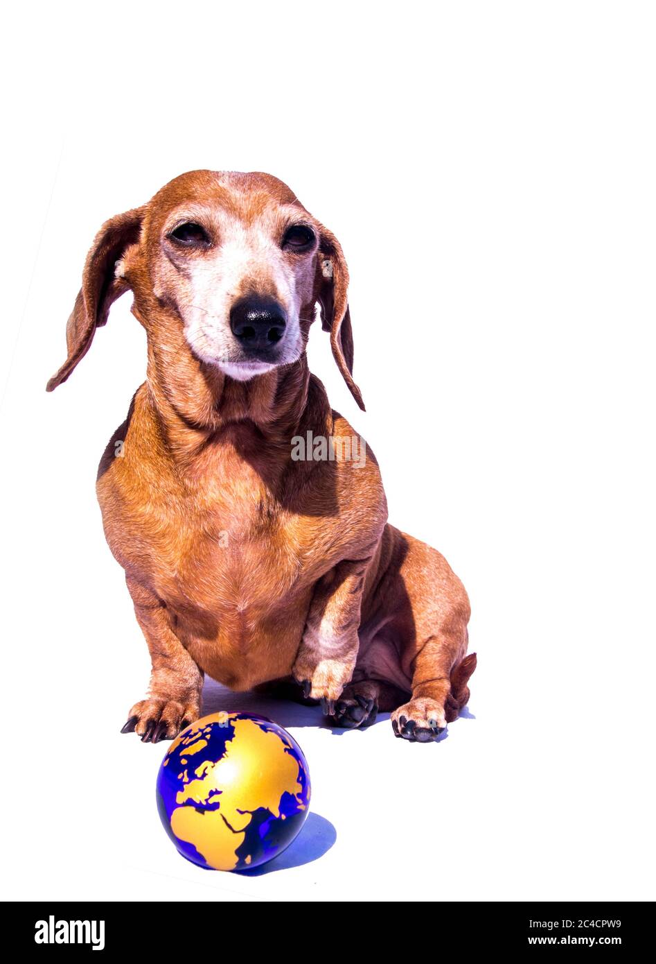 Un vieux Dachshund miniature contre un fond blanc avec la planète Terre dans la scène avec le chien. Banque D'Images