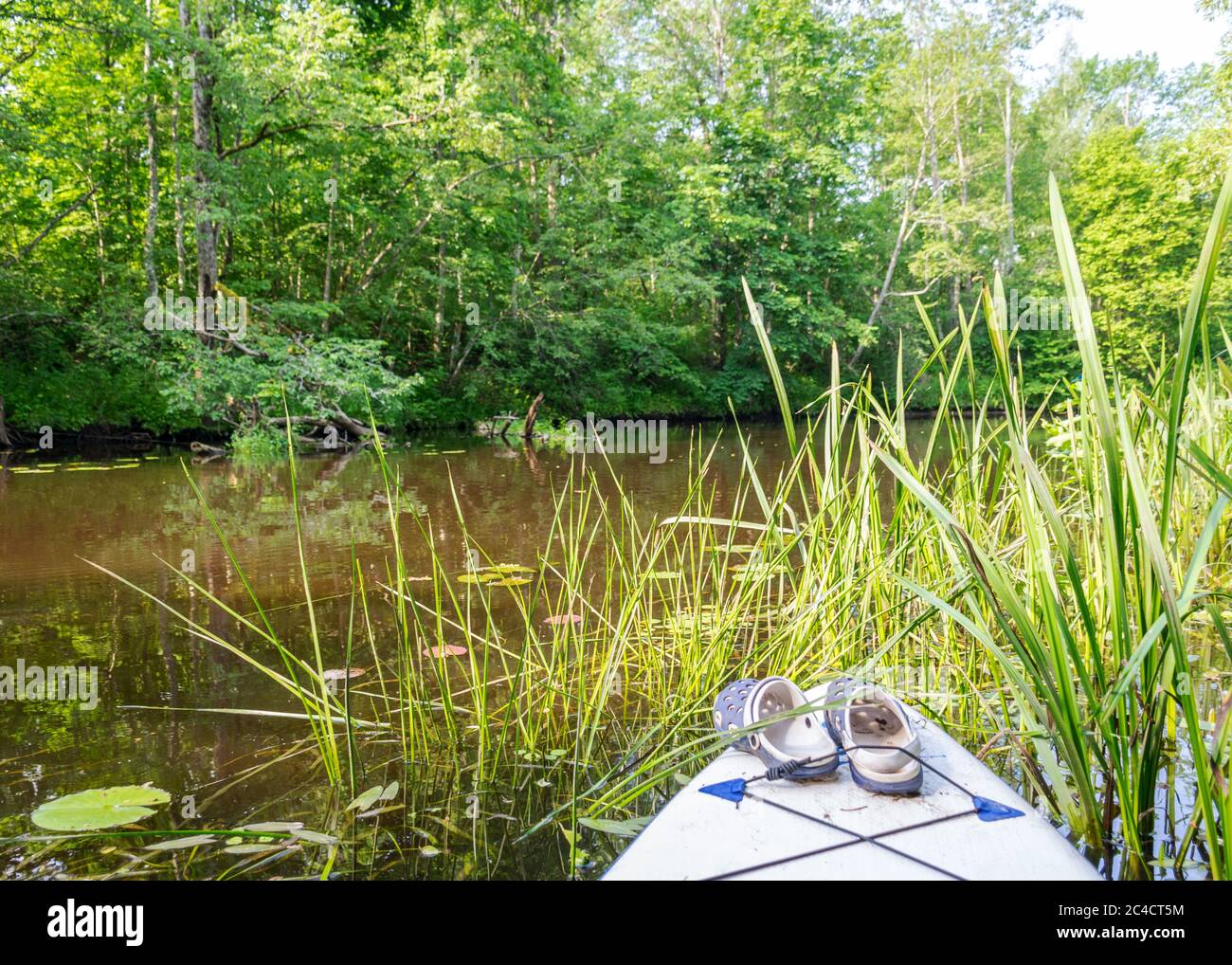 vue depuis le paddle-board debout sur la rive d'une petite rivière sauvage, vue sur la rivière sauvage verte, réflexions dans l'eau de la rivière, été Banque D'Images