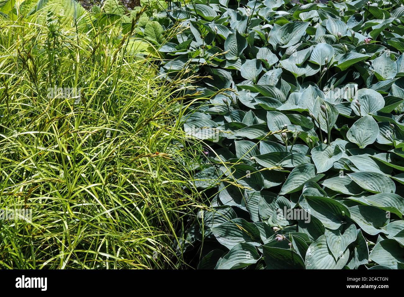 Bordure du jardin Hosta 'Serendipity' graminées ornementales plantes de couverture végétale Hostas Banque D'Images