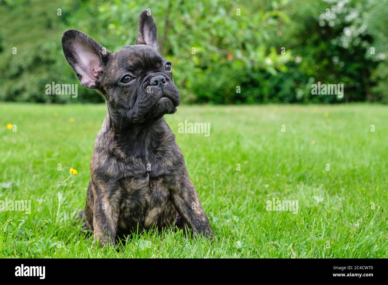 Bouledogue Francais Bringe Banque D Image Et Photos Alamy