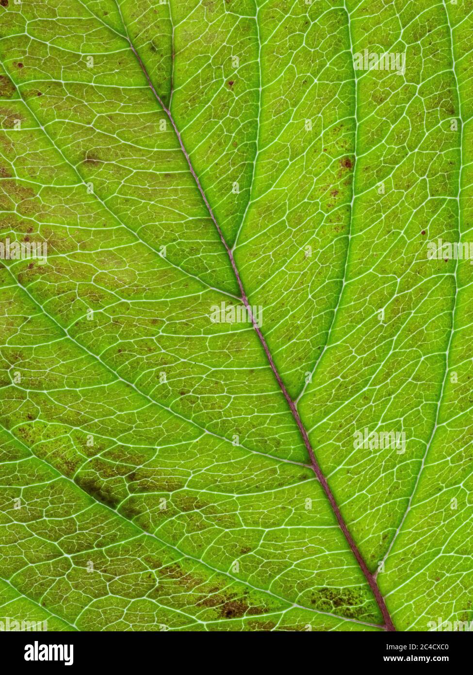 Gros plan des détails et des motifs des veines d'une feuille de bois de chien Banque D'Images