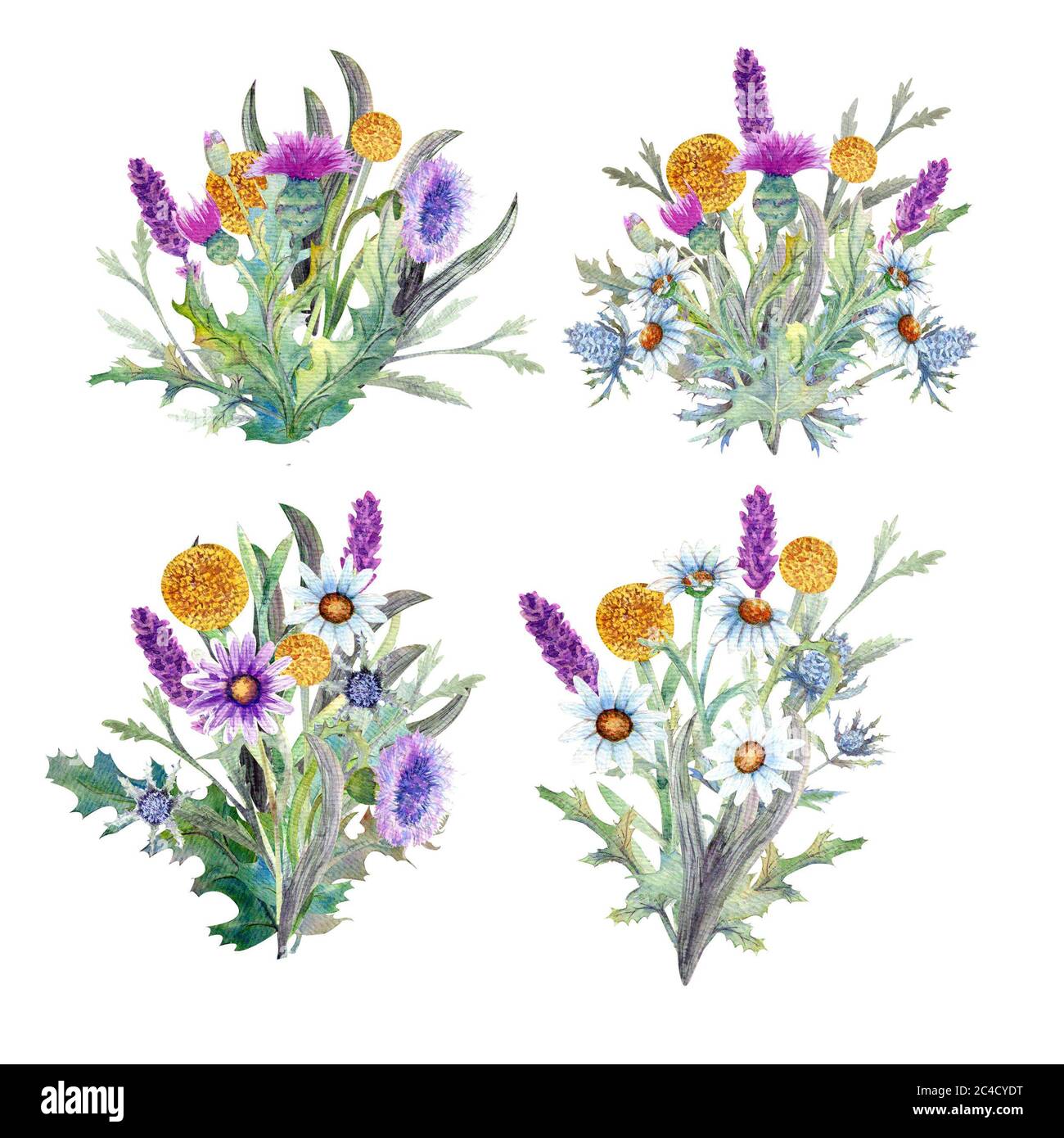 Fleurs sauvages en aquarelle Banque D'Images