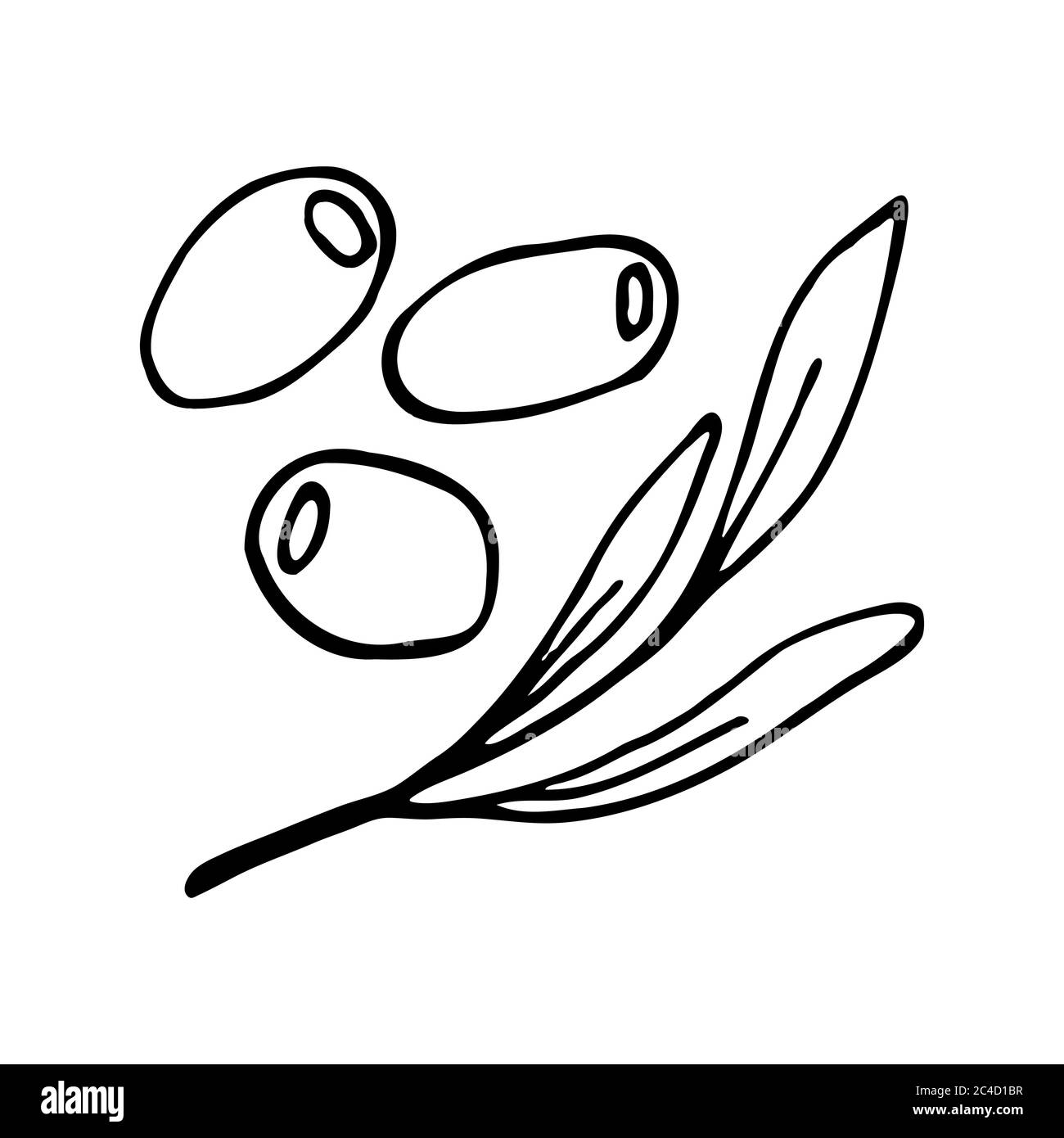 Trois olives et brindilles avec feuilles. Icône de bordure dessinée à la main. Transparent isolé sur fond blanc. Illustration vectorielle pour les cartes Illustration de Vecteur