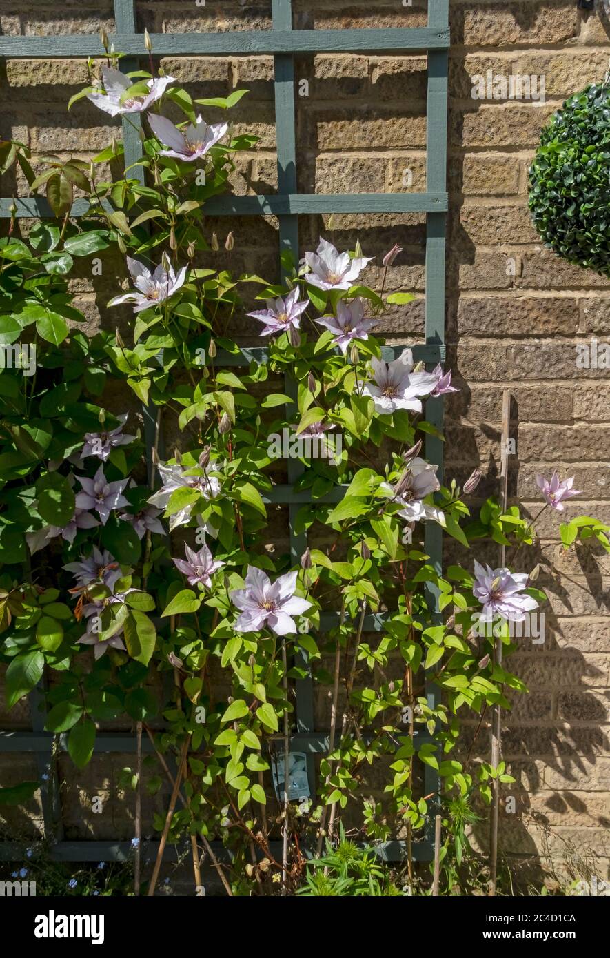 Grimpant Clematis 'Samaritan JO' fleurs de plante fleurissant sur un mur de treillis dans le jardin au printemps Angleterre Royaume-Uni GB Grande-Bretagne Banque D'Images