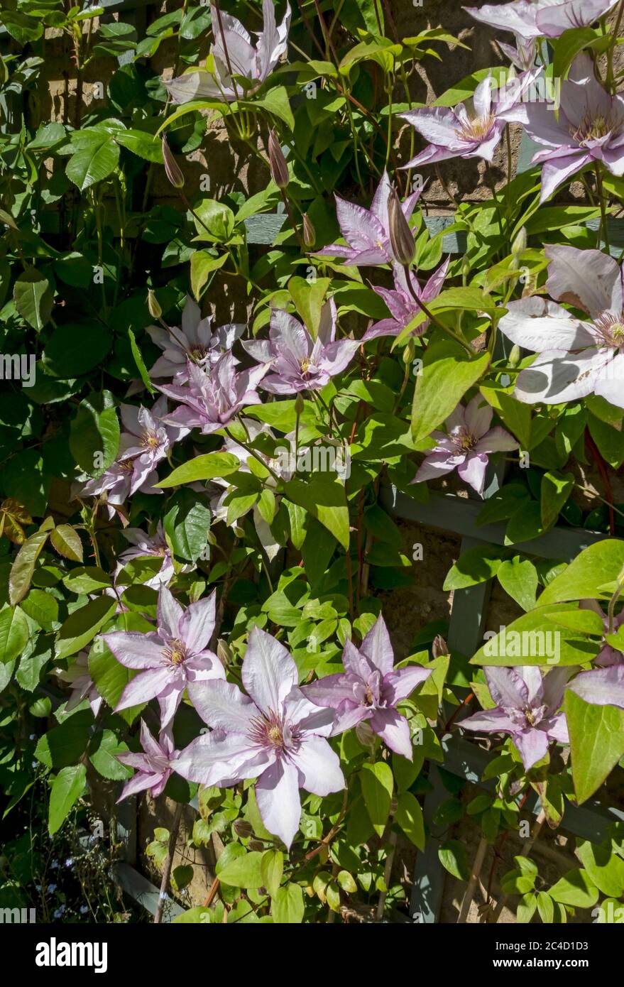 Gros plan de grimpant clématites grimpantes 'Samaritan JO' fleurs de plante fleurissant sur un mur de treillis dans le jardin au printemps Angleterre Royaume-Uni GB Banque D'Images