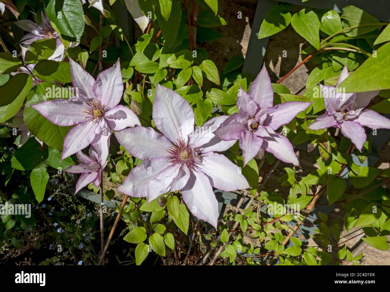 Gros plan de grimpant clématites grimpantes 'Samaritan JO' fleurs de plante fleurissant sur un mur de clôture en treillis dans le jardin Angleterre Royaume-Uni GB Banque D'Images