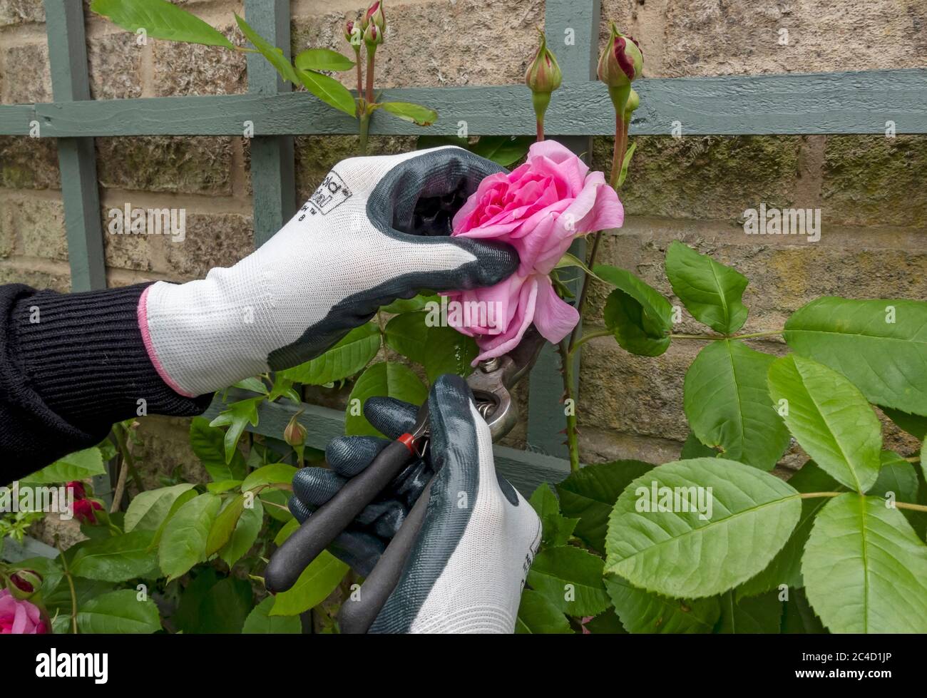 Gros plan de la personne jardinier élagage deadheading rose rose «Gertrude Jekyll» fleurs fleurir avec des sécateurs en été Angleterre Royaume-Uni GB Banque D'Images