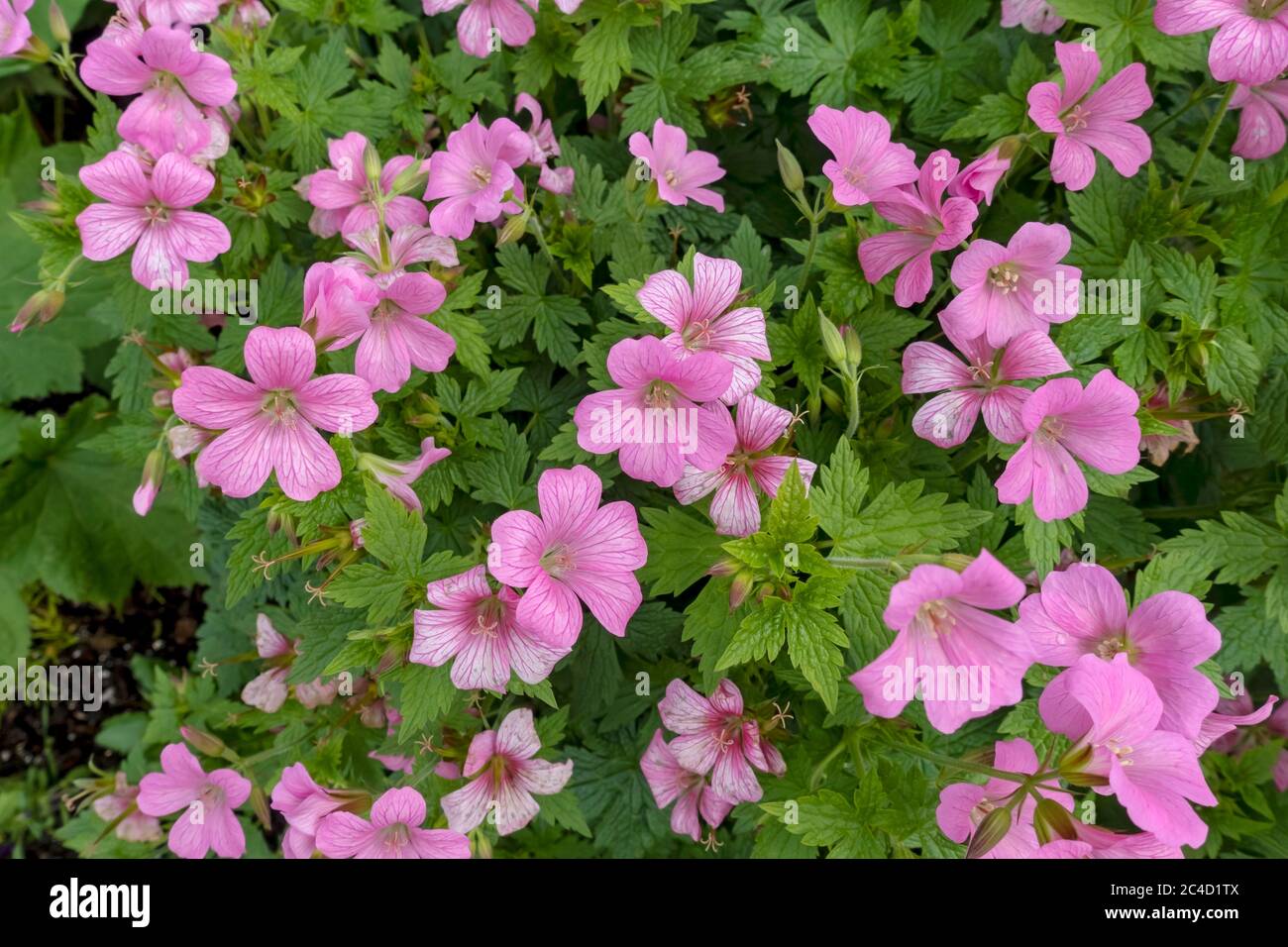 Gros plan de rose géranium cranesbill plantes fleurs fleurs floraison en bordure de jardin en été Angleterre Royaume-Uni GB Grande-Bretagne Banque D'Images