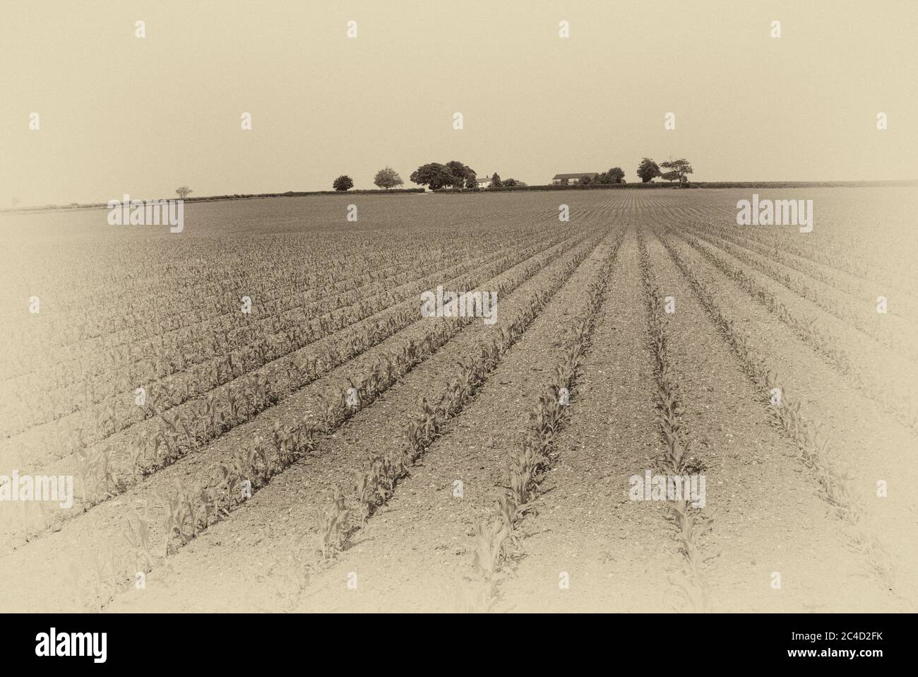 Lignes dans le paysage, Yorkshire Wolds, GB Banque D'Images