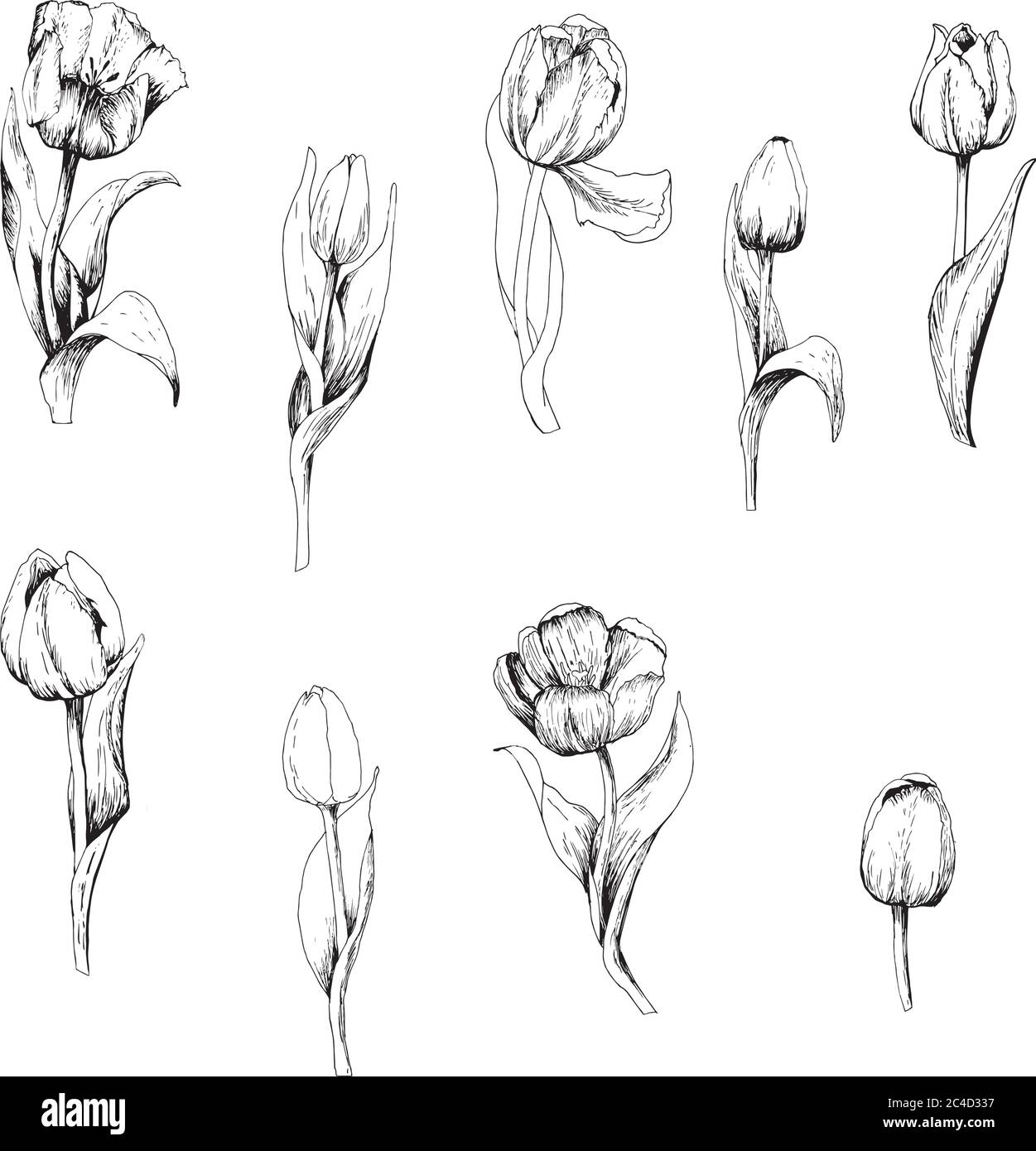 Tulip est un ensemble de branches de tulipe dessinées à la main. Esquisse. 9 fleurs isolées sur fond blanc. Illustration vectorielle vintage. Graphiques vectoriels Illustration de Vecteur