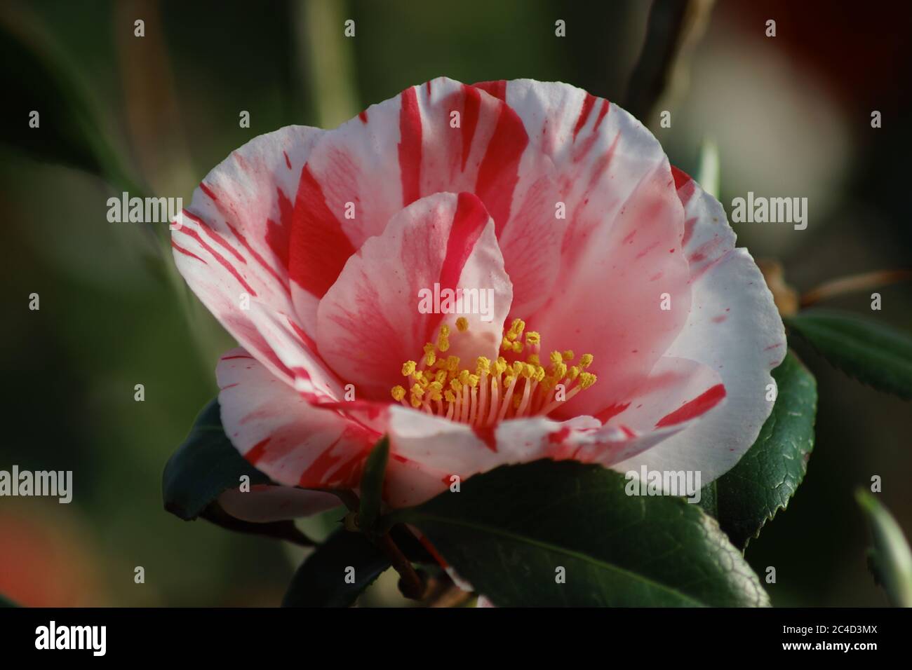 Un gros plan d'une fleur de japonica de Camellia Banque D'Images