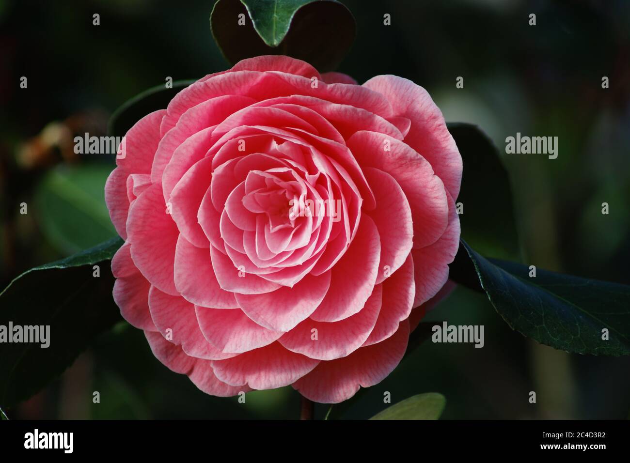 Un gros plan d'une fleur de japonica de Camellia Banque D'Images