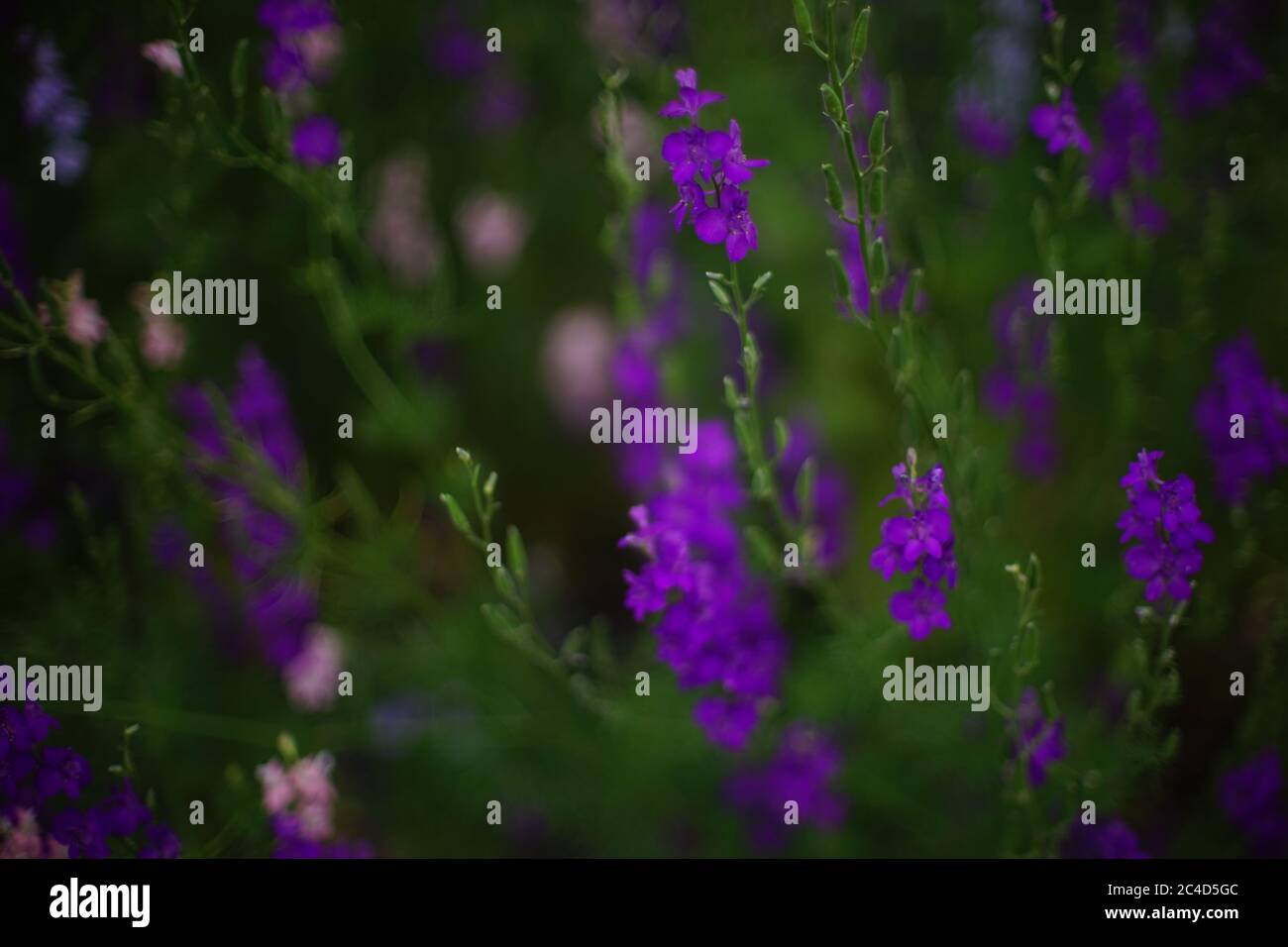 Fleurs violettes foncé poussent dans le jardin, art doux foyer Banque D'Images