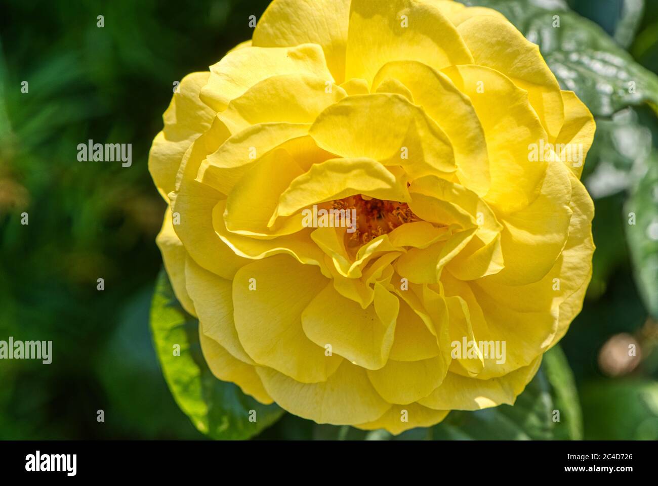 Rose jaune, Rosa Golden Wedding Arokris, RHS Gardens, sagement, Royaume-Uni Banque D'Images