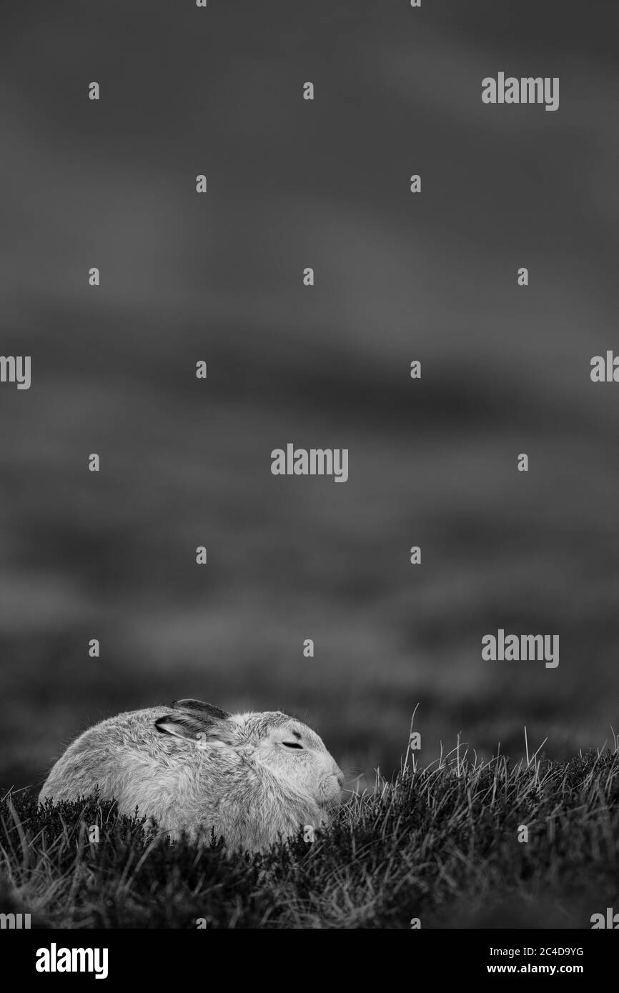 Un lièvre d'Amérique (Lepus timidus) dans son manteau d'hiver dans le parc national de Cairngorms, Highlands d'Écosse. Banque D'Images